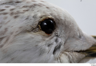 Common gull Larus Canus eye 0005.jpg